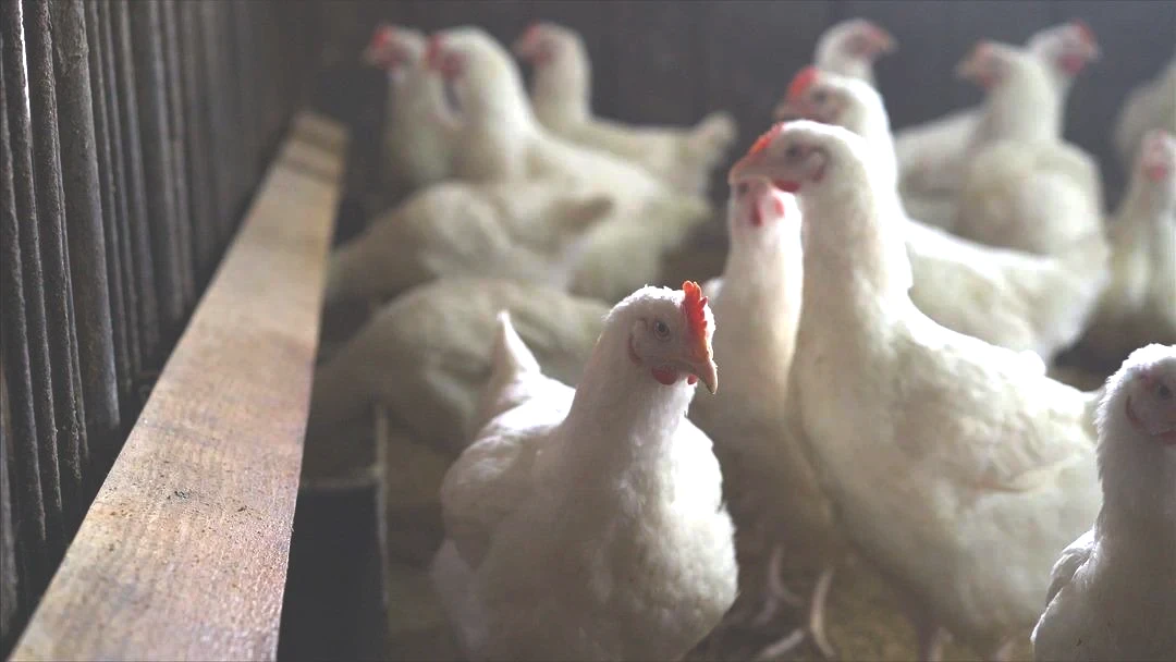 Ekonomiyi kötü etkilemesinden korkuluyor! Avrupa da yeni salgın alarmı: Vakaların patladığı iki ülke harekete geçti 3